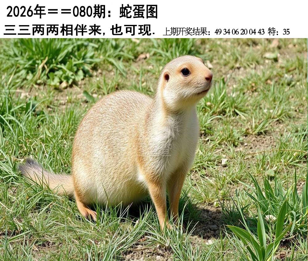 080期另版蛇蛋图[图]